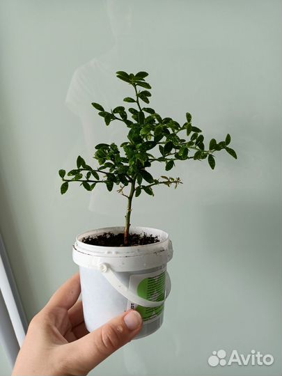 Микроцитрус австролазика Россо