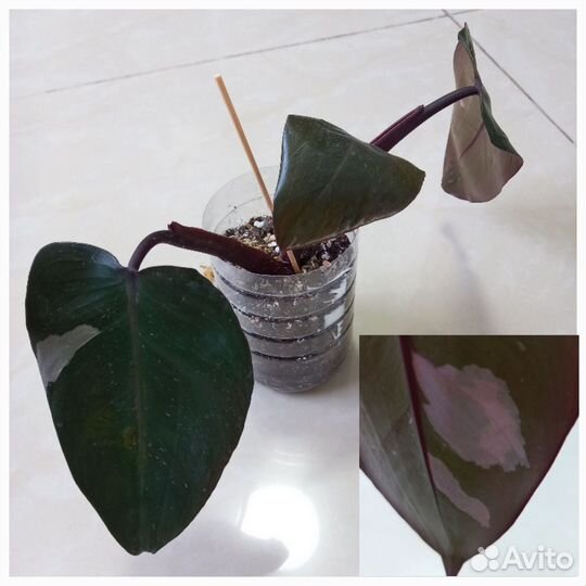 Филодендроны Розовая/Белая/Оранж принцесса