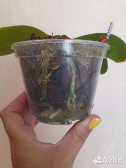 Орхидея сортовая ароматная сюрприз