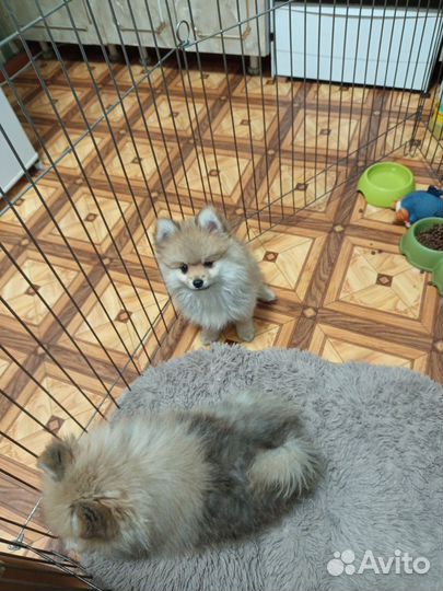 Немецкий шпиц