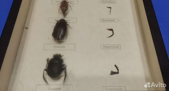 Пособие наглядное биология насекомые