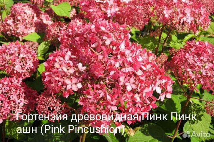 Цветочная и овощная рассада, розы, саженцы