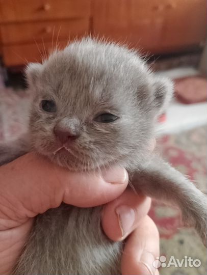 Бронь котят