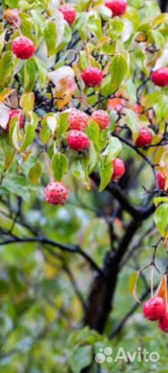 Корнус Коуза(Cornus Kousa)