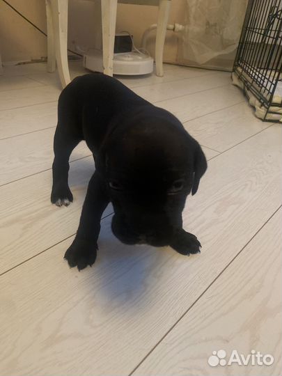 Щенки Кане Корсо