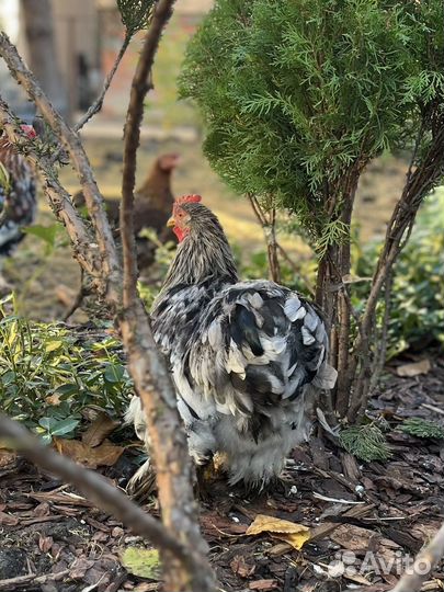 Карликовые кохинхины