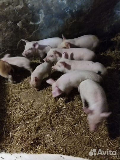Поросенок ландрас + дюрок