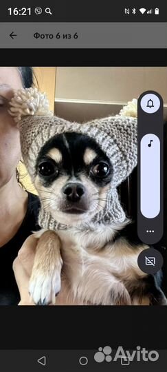 Шапочки для мелких пород собак