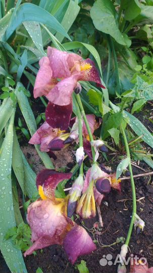 Цветы ирисы