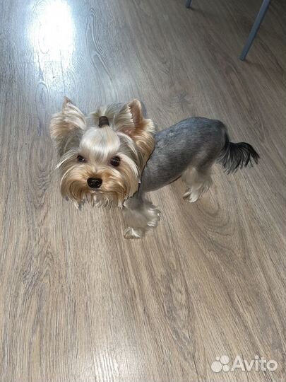 Йоркширский терьер вязка