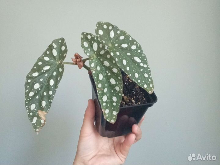 Миканс, Марбл Квин, сц.Пиктус, Бразил, бегМакулата