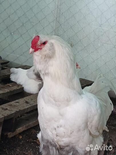 Гергебильский петух