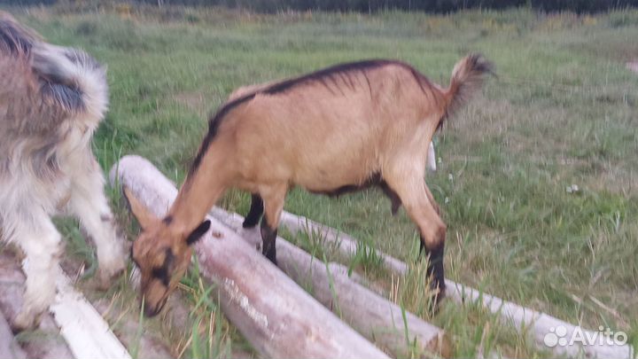 Коза дойная