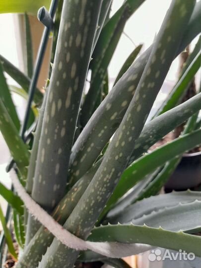 Индийский лук