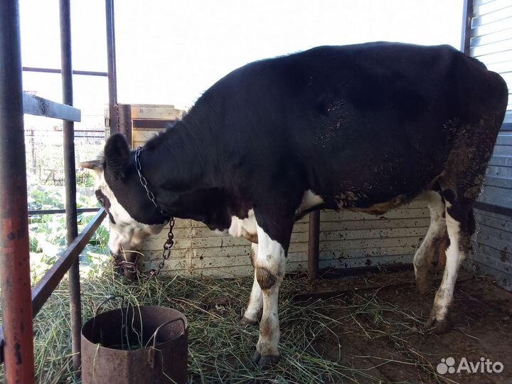 Телка 1 год