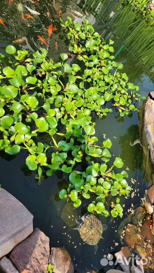 Эйхорния водный гиацинт