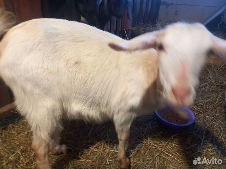 Дойные козы, козлята