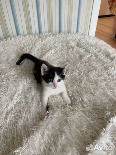 Кошка в дар