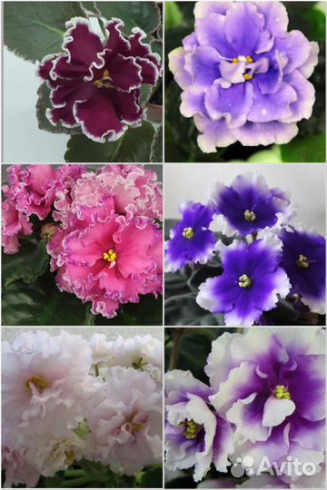 Детки сортовых фиалок набором