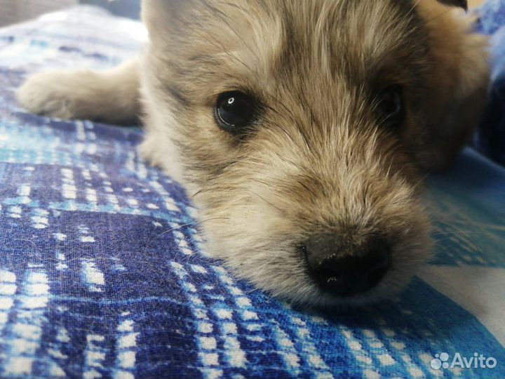 Щенок хаски