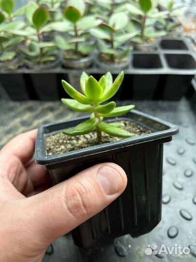 Суккулент Sedum nussbaumerianum