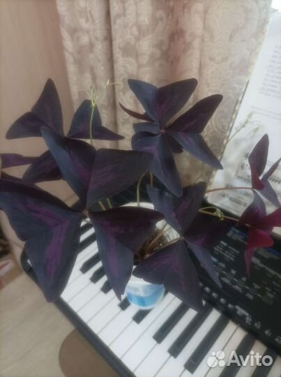 Оксалис, каллизия,Каланхоэ