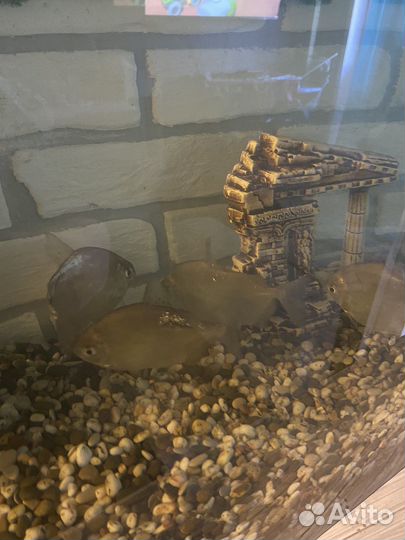 Аквариум с рыбками бу