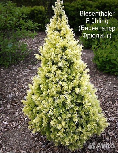 Ель канадская Коника Бисенталер Фрюлинг Дейзи Вайт