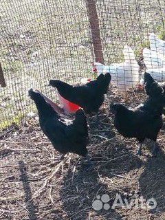 Ухей Илюй и.я