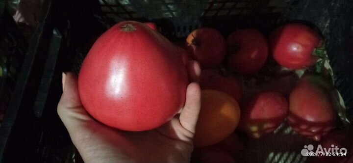 Помидоры (томаты)