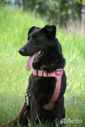 Собака из приюта в добрые руки