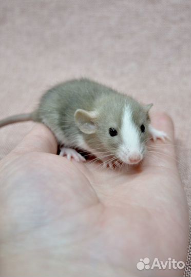Крысята из питомника. Декоративная крыса