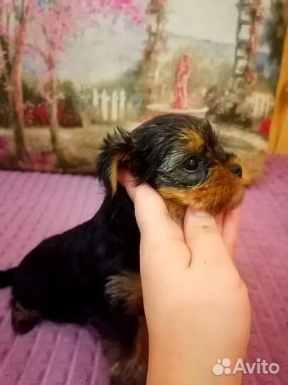 Йоркширский терьер щенки