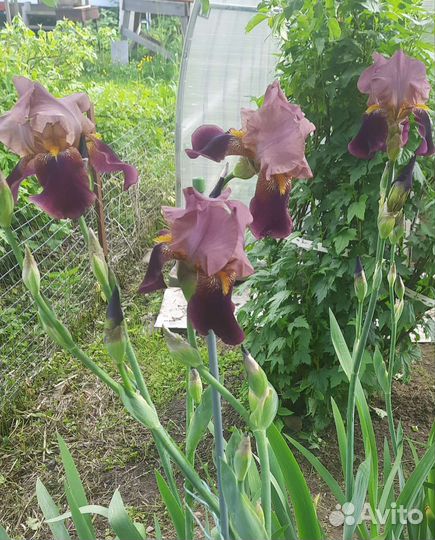 Ирисы бородатые