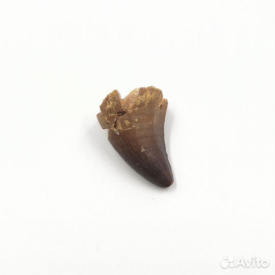 Зуб мозазавра, Марокко / Окаменелости