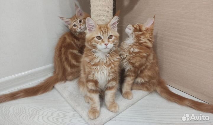 Котята мейн-кун