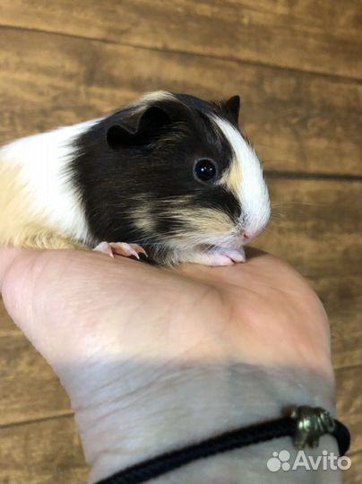 Морские свинки.1 месяц.Девчушки