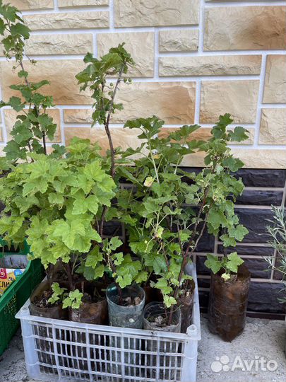 Саженцы красной смородины