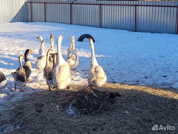 Продаю Гусаков и петухов