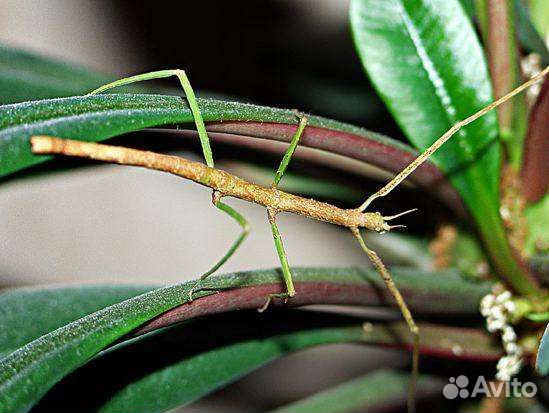 Палочники анамские - малыши
