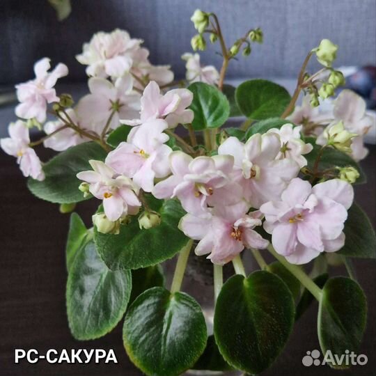 Детки сортовых фиалок (мини, трейлеры)