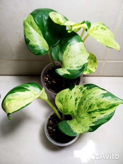 Эппипренум Сциндапсус обн.20.07