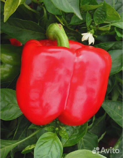 Перец сладкий Ред Найт экс 3Р F1 (Seminis) 10 шт ц