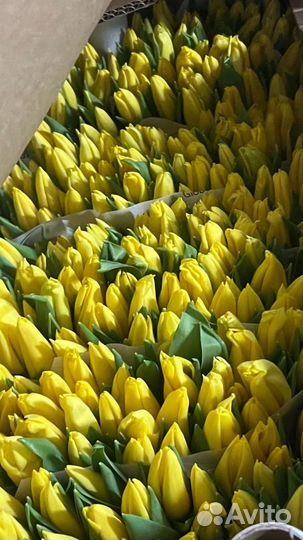Тюльпаны опт