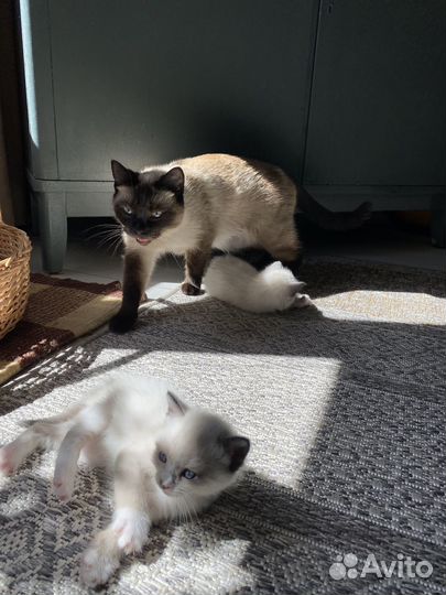 Отдам в добрые руки