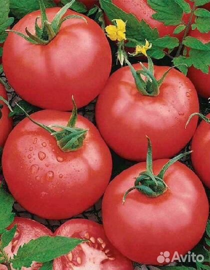 Томат Таня F1 (Seminis) 10шт цв.п