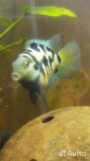 Сапфировый попугай пара