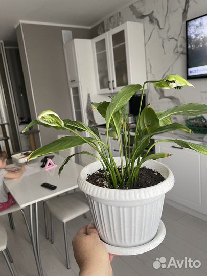 Спатифиллум 