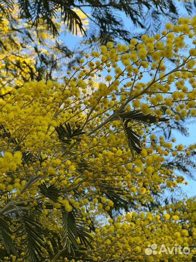 Цветы мимоза