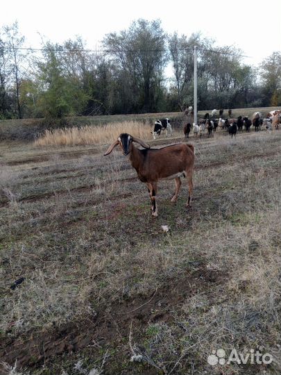 Нубийские козы